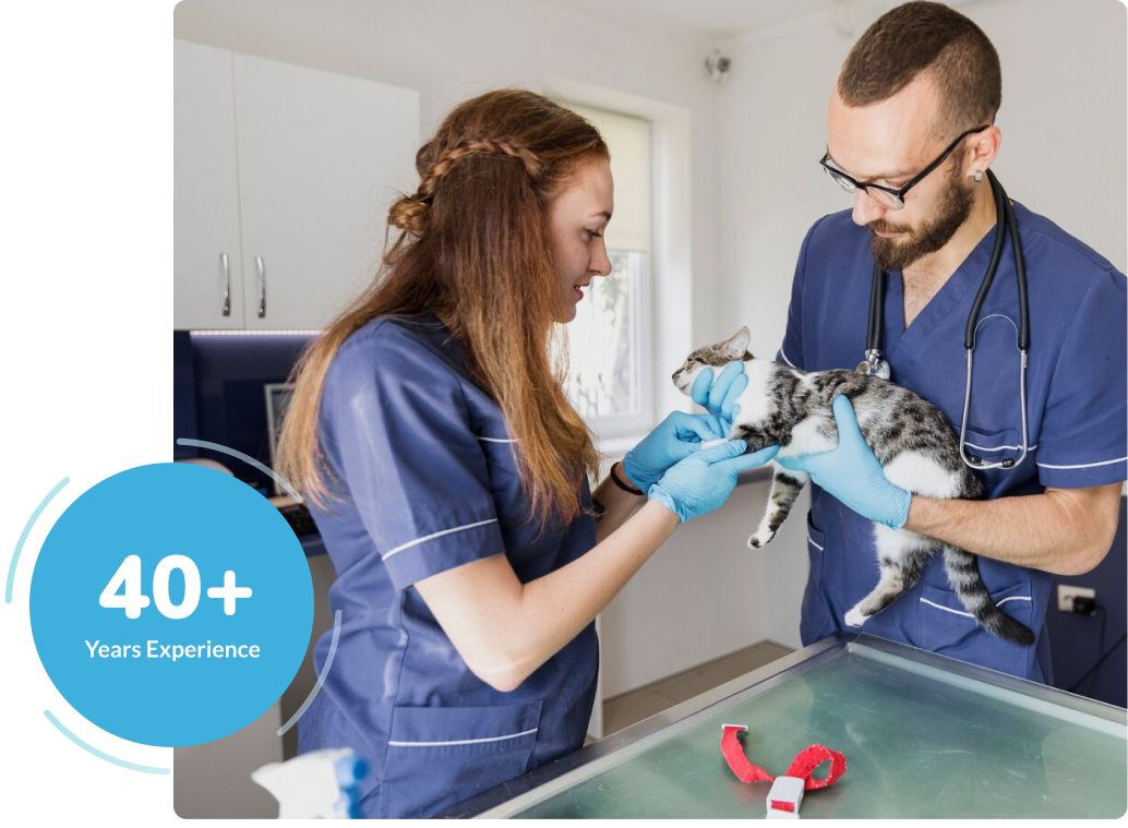 Veterinary Team at Work